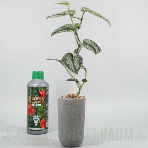 Scindapsus tricolor sumatra silver