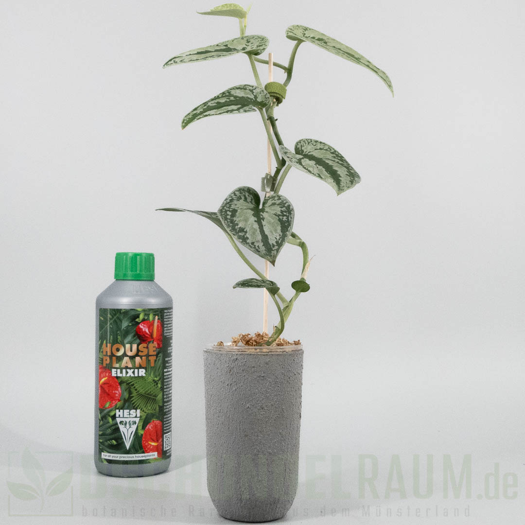 Scindapsus tricolor sumatra silver
