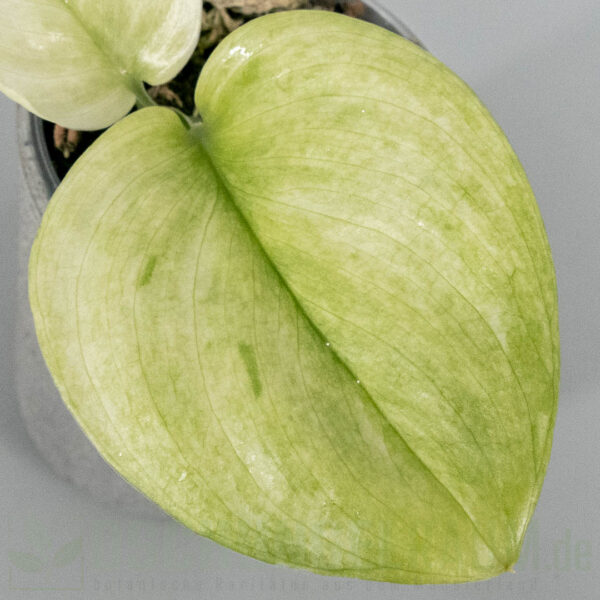 Scindapsus treubii Ghost Mint