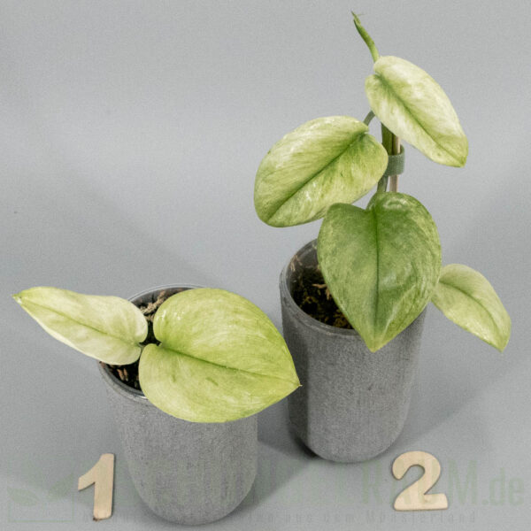 Scindapsus treubii Ghost Mint