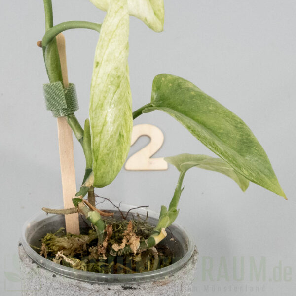 Scindapsus treubii Ghost Mint