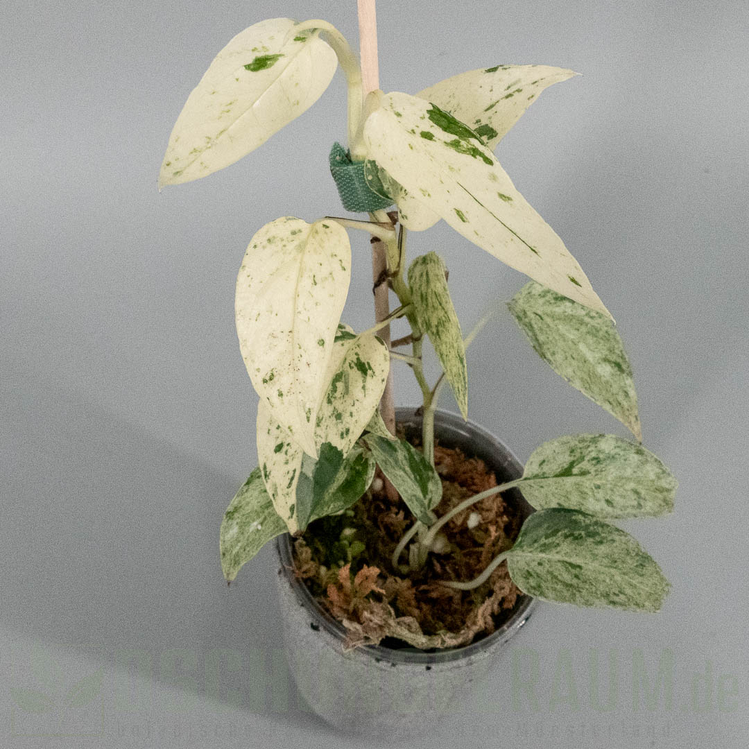 Epipremnum hanoman sp bali variegata