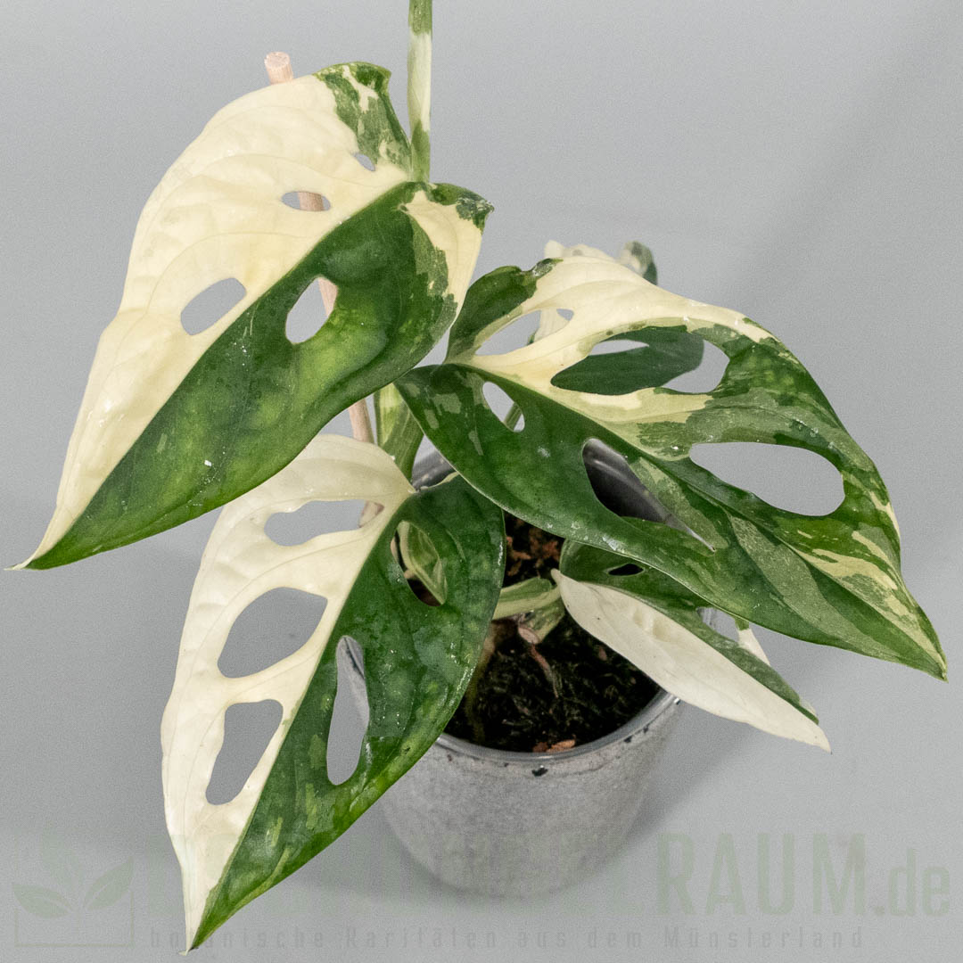 Monstera adansonii archipelago tricolor