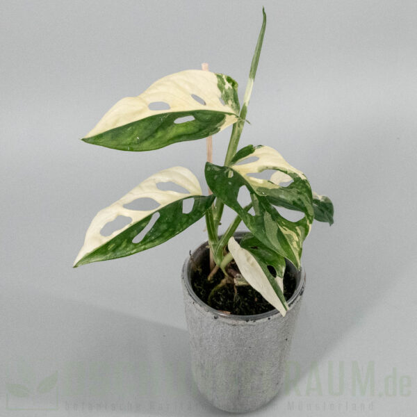 Monstera adansonii archipelago tricolor