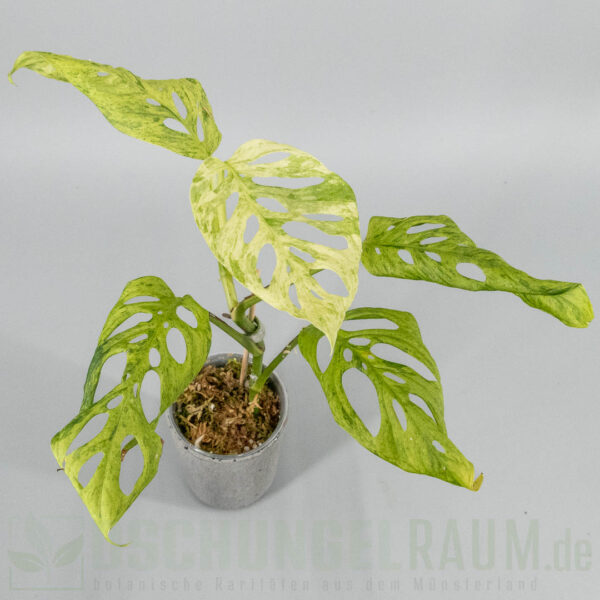 Monstera acuminata Frozen