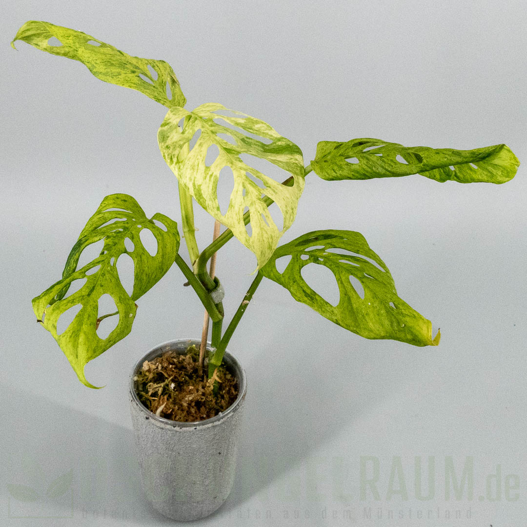 Monstera acuminata Frozen