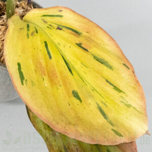 Kaempferia pulchra aurea pink variegata