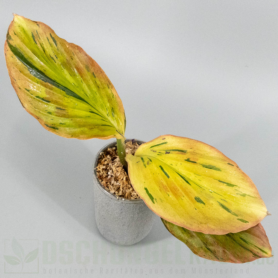 Kaempferia pulchra aurea pink variegata