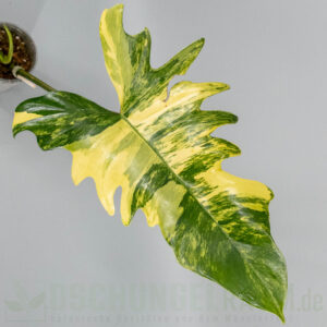 Philodendron florida beauty x mayoi variegata