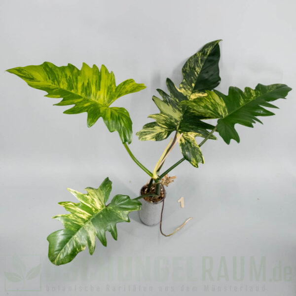 Philodendron florida beauty x mayoi variegata