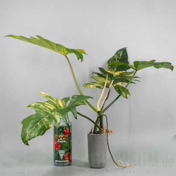 Philodendron florida beauty x mayoi variegata