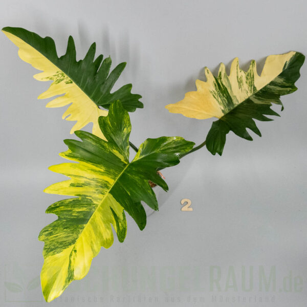 Philodendron florida beauty x mayoi variegata