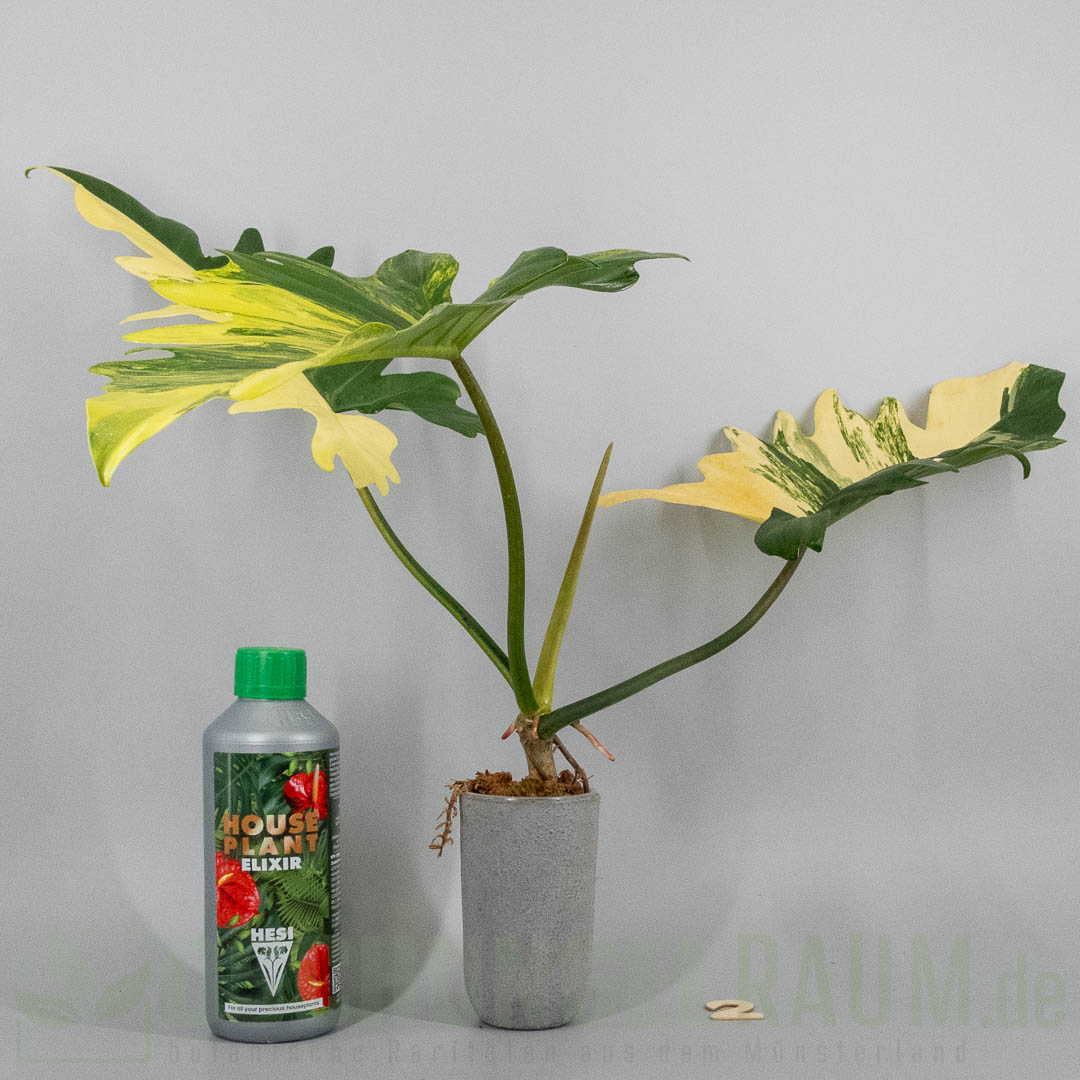 Philodendron florida beauty x mayoi variegata
