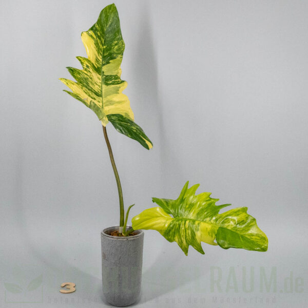Philodendron florida beauty x mayoi variegata