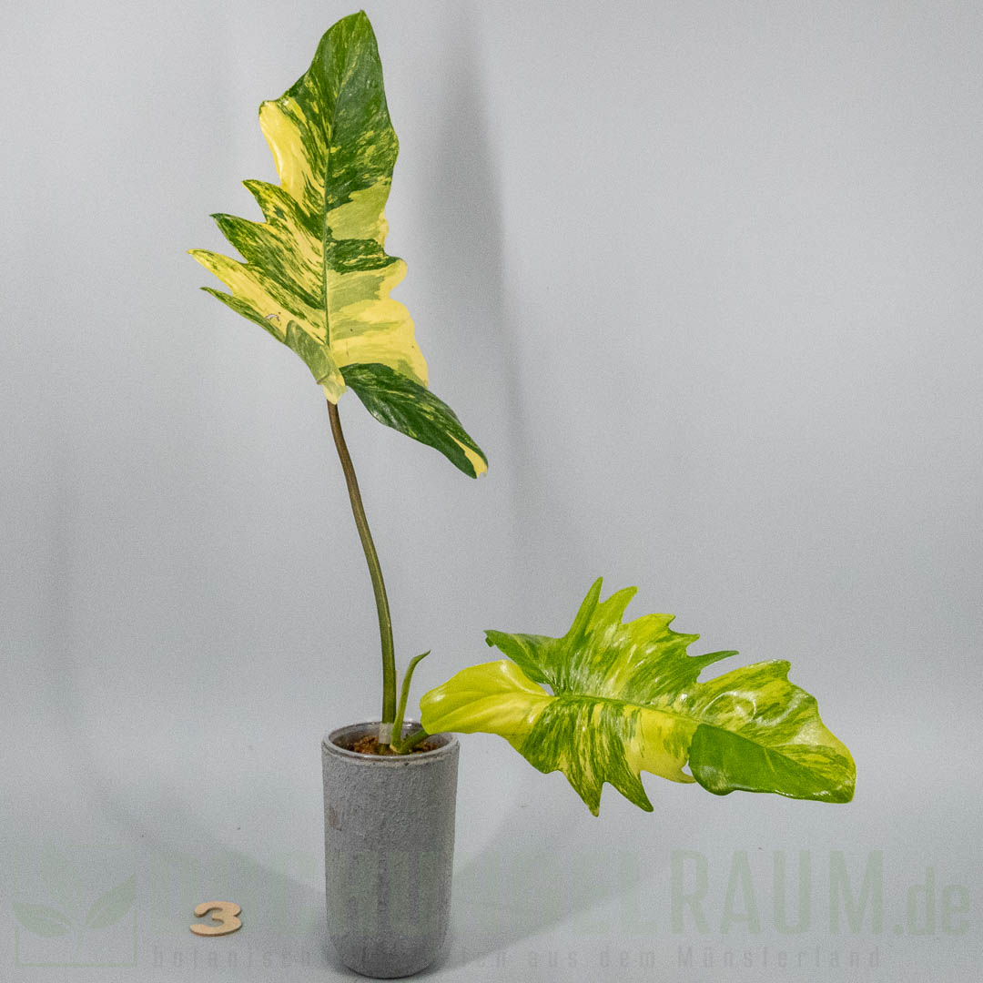 Philodendron florida beauty x mayoi variegata
