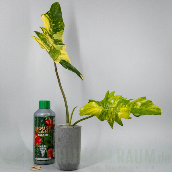 Philodendron florida beauty x mayoi variegata