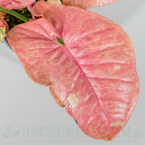 Syngonium pink venom
