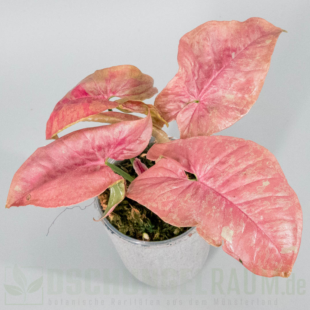 Syngonium pink venom