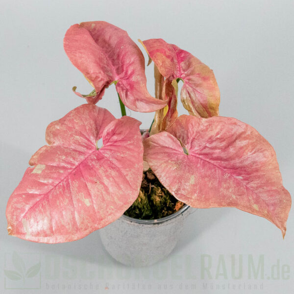 Syngonium pink venom