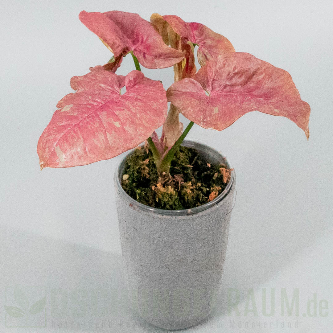 Syngonium pink venom