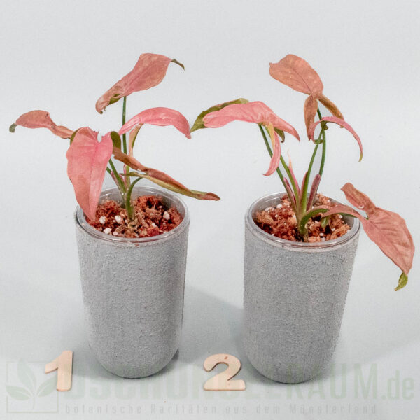 Syngonium T1510