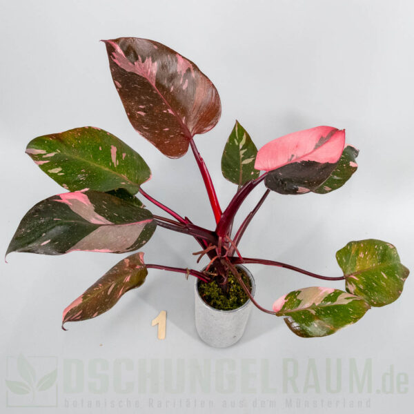Philodendron pink princess burgundy