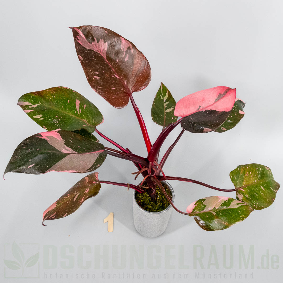Philodendron pink princess burgundy