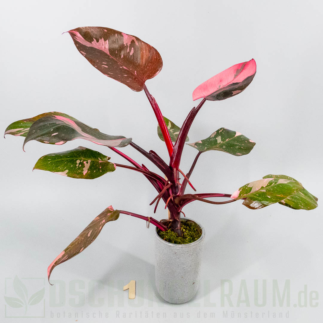 Philodendron pink princess burgundy