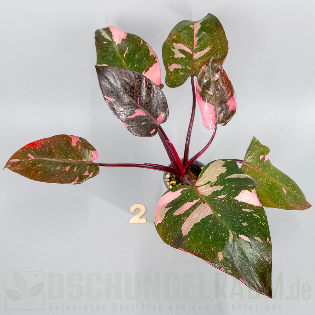 Philodendron pink princess burgundy