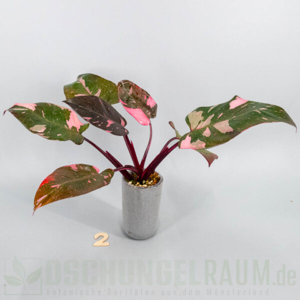 Philodendron pink princess burgundy