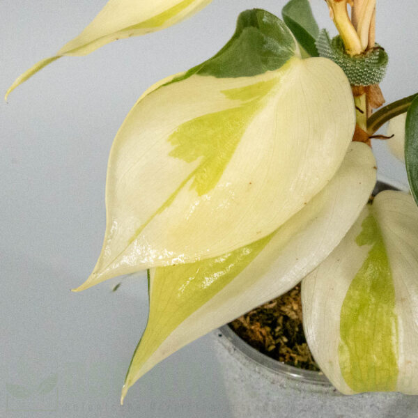 Philodendron hederaceum gabby sport
