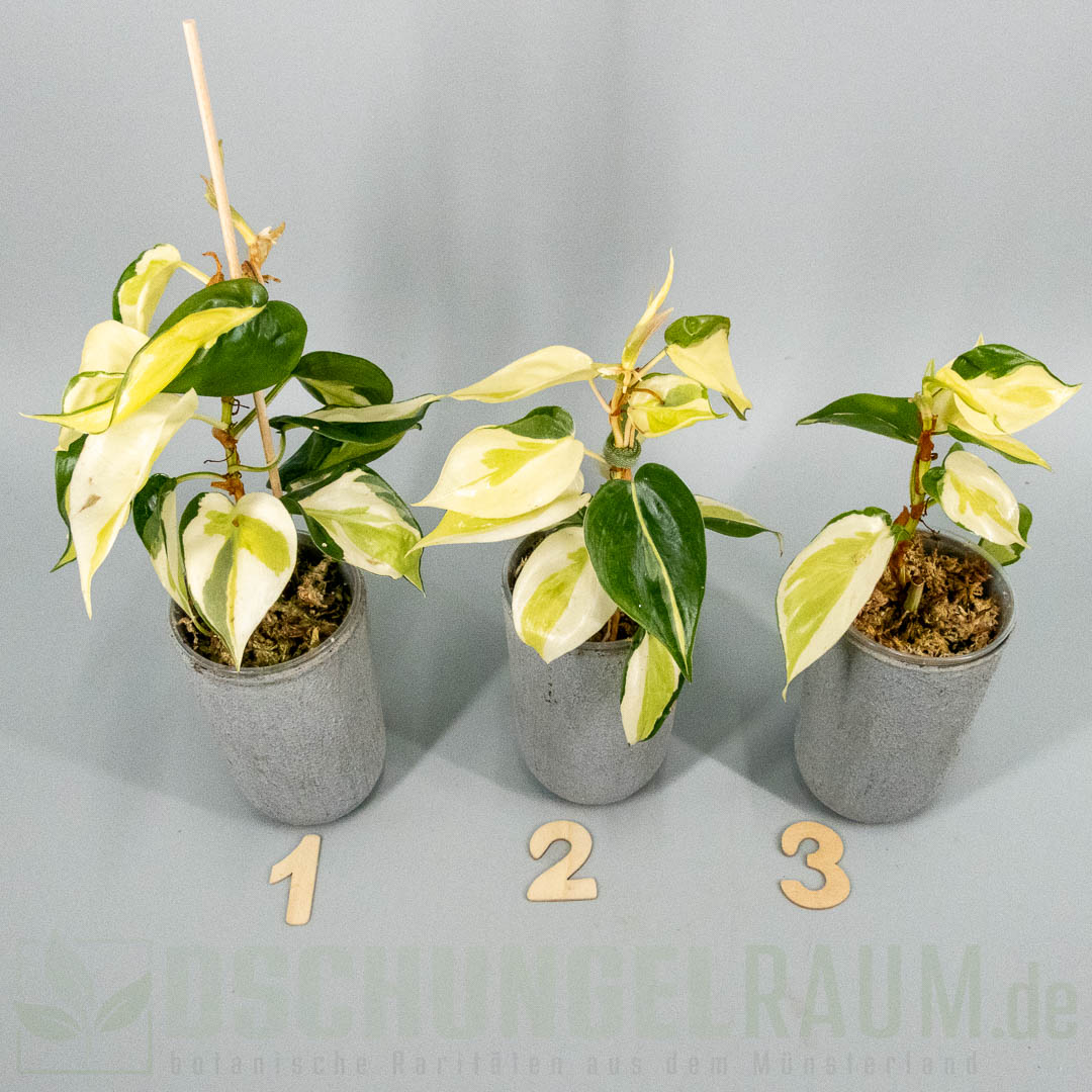 Philodendron hederaceum gabby sport