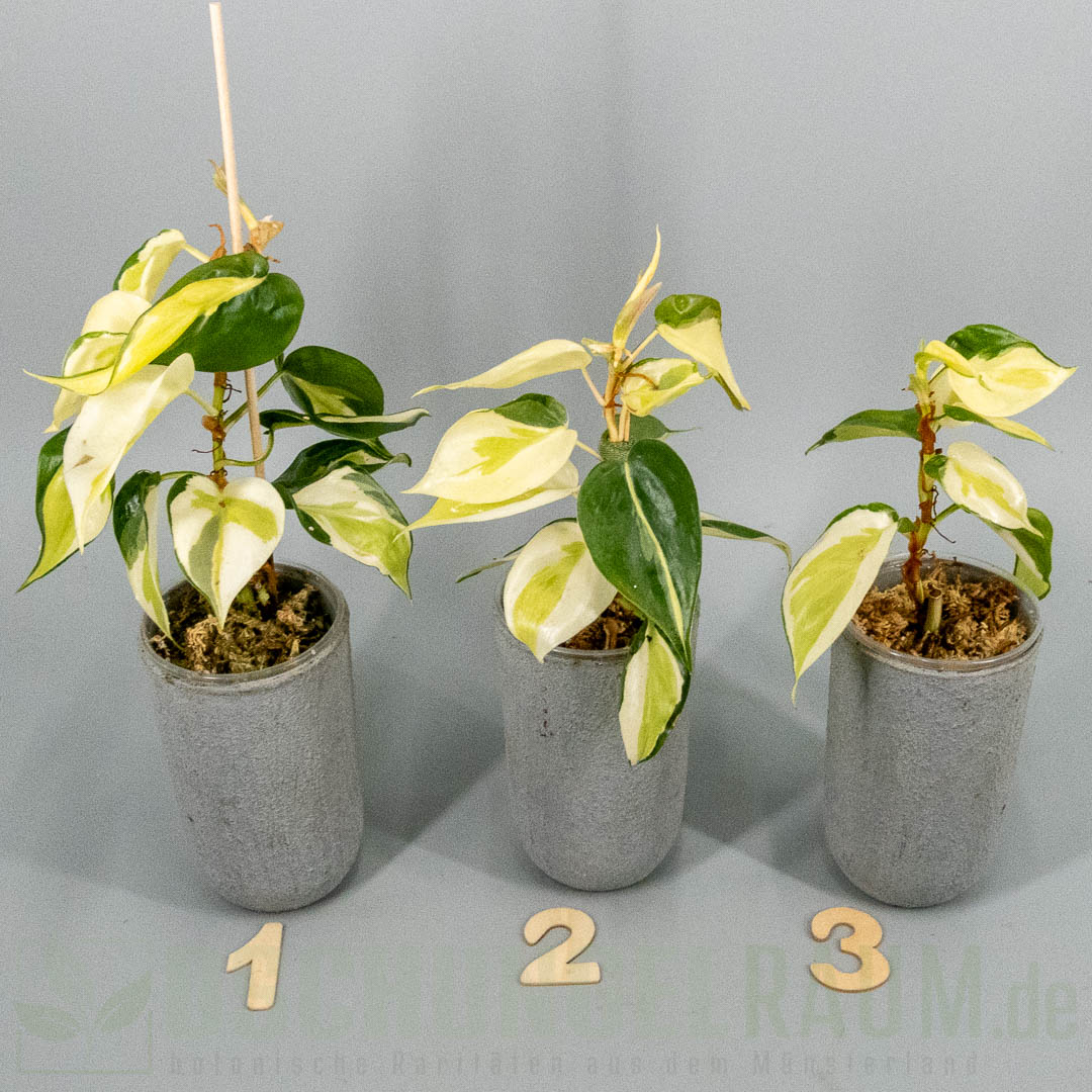Philodendron hederaceum gabby sport