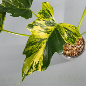 Thaumatophyllum williamsii aurea variegata