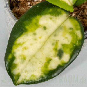 Hoya carnosa Madara Green Edge