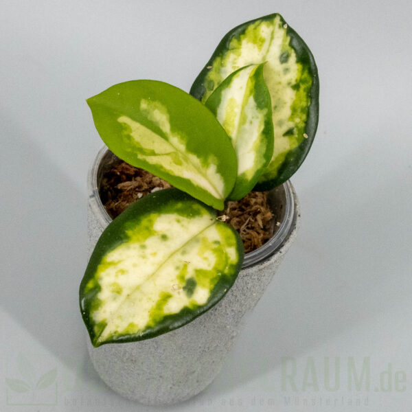 Hoya carnosa Madara Green Edge