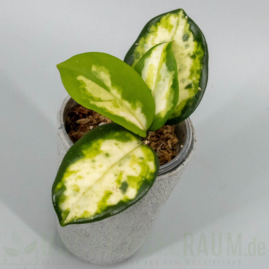 Hoya carnosa Madara Green Edge