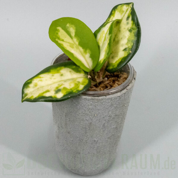 Hoya carnosa Madara Green Edge