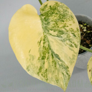 Monstera legacy