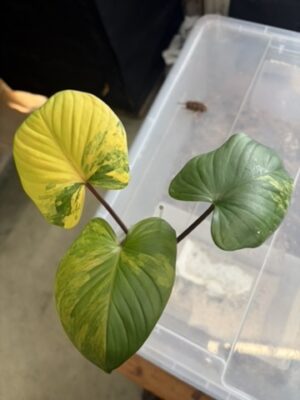 Homalomena rubescens peach variegata, reserviert für Inga