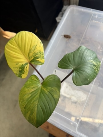 Homalomena rubescens peach variegata, reserviert für Inga