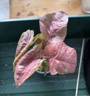 Syngonium venom für Jungle