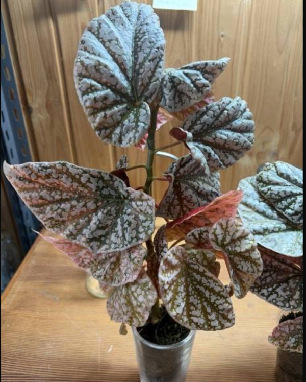 Reserviert für Anna: Begonia Snowcap pink variegata