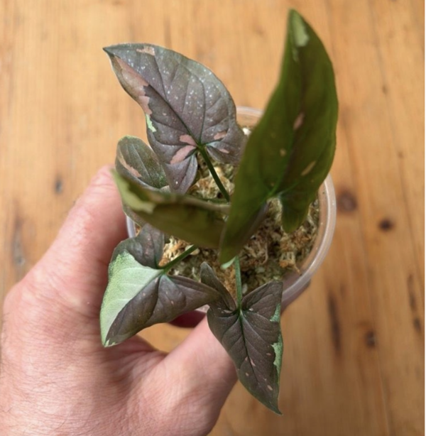 Syngonium tricolor Chocolate für Lucius