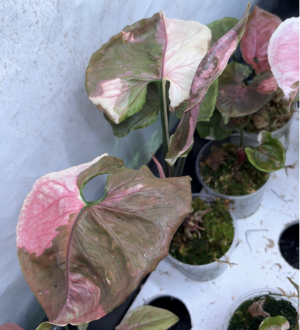 Syngonium für Olga