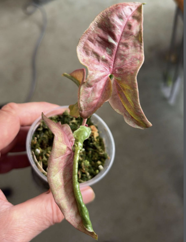 Syngonium für Ramona