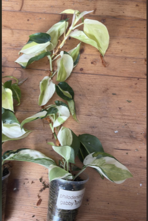 Reserviert für Christian: Philodendron gabby sport