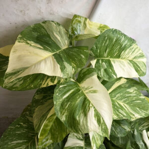 Epipremnum aureum colorado constellation