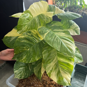 Epipremnum aureum colorado constellation