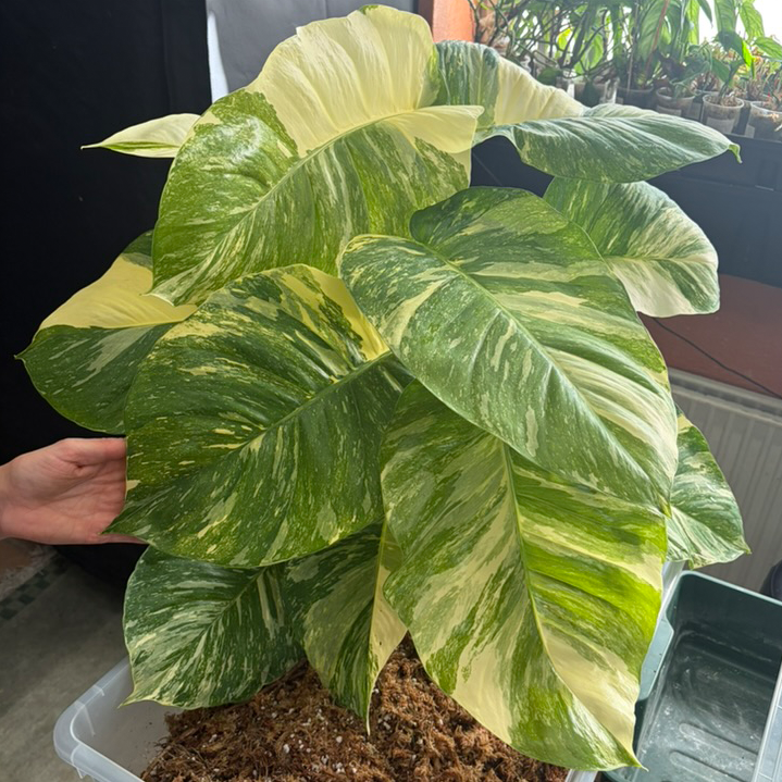 Epipremnum aureum colorado constellation